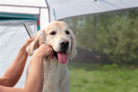 Best Tips for Grooming a Golden Retriever - Time for Goldens