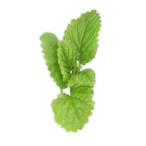 Peppermint PNG Transparent Images - PNG All