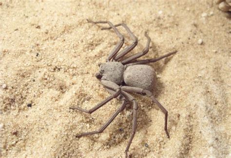 SIX EYED SAND SPIDER (ZesoogzandSpin) Spider Species, Crab Spider ...