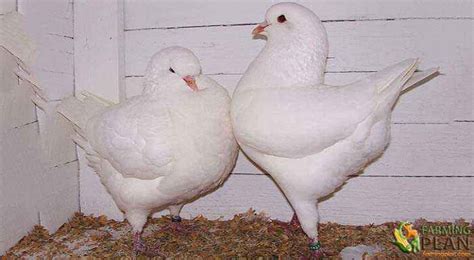 King Pigeon: A Giant Breed Of Pigeons - Farming Plan