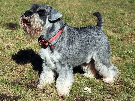 Miniature Schnauzer Breeders near you (Page 1)