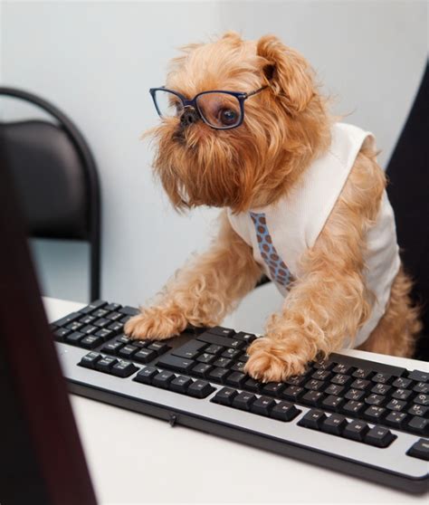 Bring Your Dog to Work – Benefits of Dogs in the Workplace | AZ Dog ...