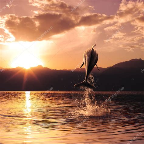 Beautiful sunset and dolphin leaping out of sea surface — Stock Photo ...