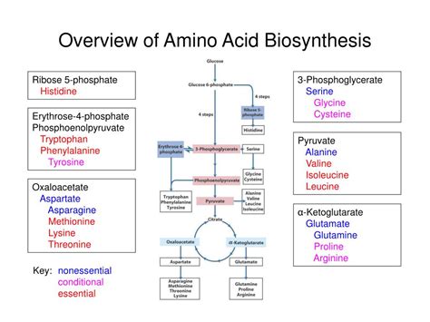 PPT - Overview of Nitrogen Metabolism and Biosynthesis of Amino Acids ...