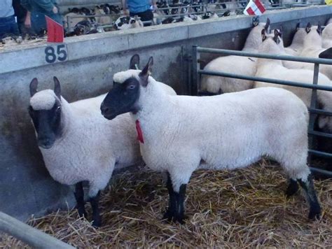 Clun Forest Sheep Breeders Society UK - News