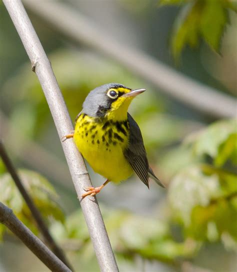 Nova Scotia Nature Trust – Leaving a Conservation Legacy on the Beloved St. Mary’s River