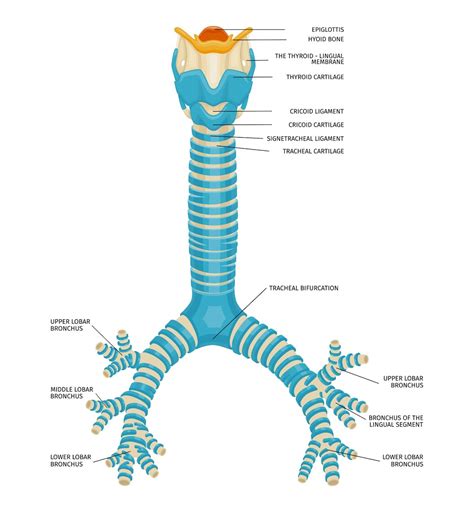 Trachea: Overview, Anatomy, and Function (2024)