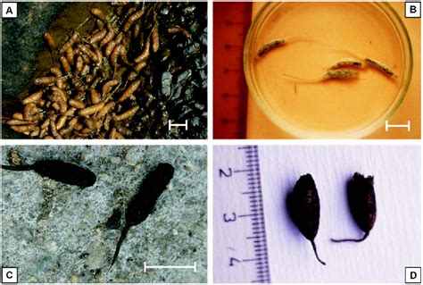 Figure 1 from Various Stages in the Life Cycle of Syrphid Flies ...