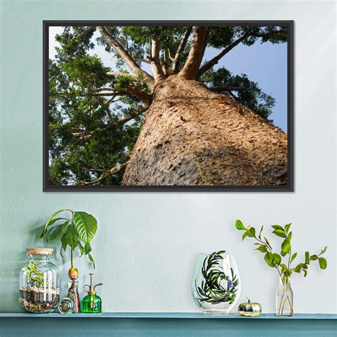 Towering Kauri Tree Wall Art | Photography