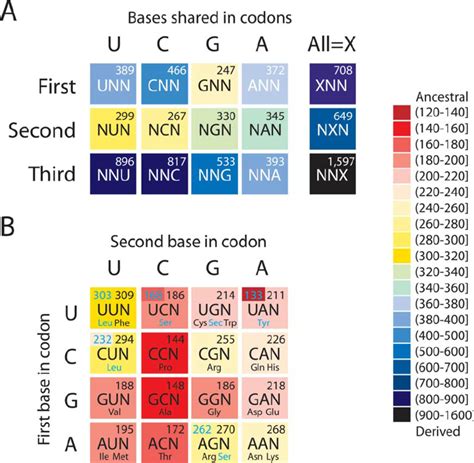 Phylogenetic analysis of codon identity functions in tRNA. A ...