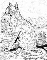 Snow Leopard Coloring Pages sketch template