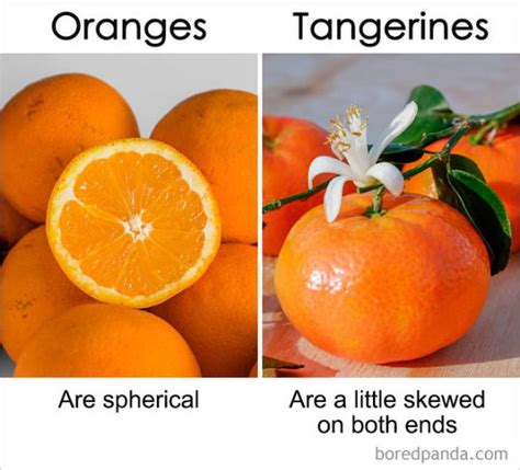 Orange clementine tangerine difference - storeser