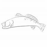 Browm Trout Coloring Page For Kids  Free Trouts Printable sketch template