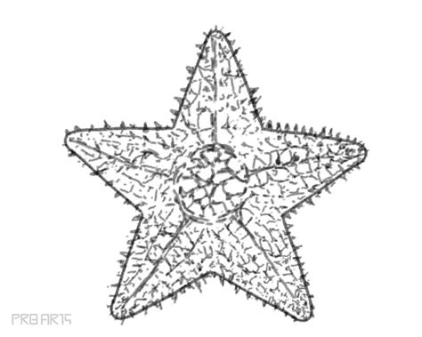 Starfish Drawing - How to Draw a Starfish - PRB ARTS