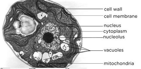 Plant Cell Nucleus Microscope