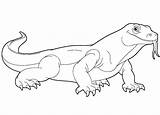 Komodo Dragon Coloring Pages sketch template