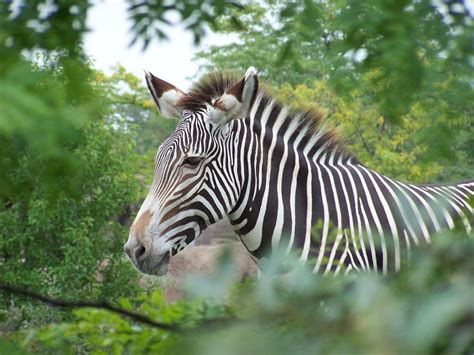 Did you know that each zebra's stripes are as unique as fingerprints and no two are exactly ...
