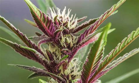 How does cannabis get its color? Here’s why some strains turn purple ...