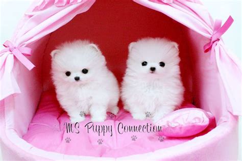 Puppies Cute Pink Teacup Pomeranian - Pets Lovers