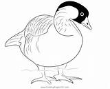 Nene Goose In Water Coloring Page For Kids  Free Ducks Printable sketch template