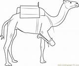 Camel Having Three Legs Coloring Page For Kids  Free Printable sketch template