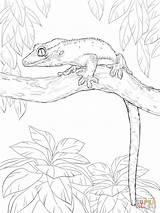 18 Gecko Coloring Pages  Printable sketch template