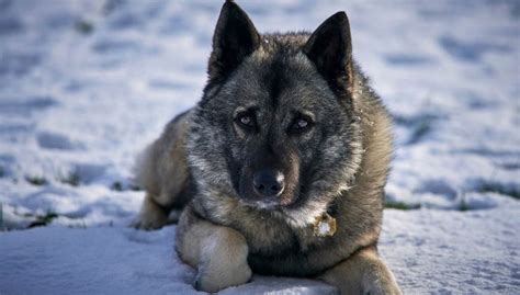 6 Cool and Popular Norwegian Dog Breeds You Should Meet