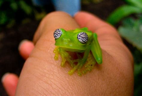 Clown tree frog | Glass frog, Frog, Transparent frog