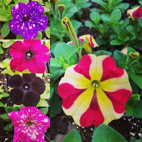 petunia varieties - Google Search | Petunias, Plants, Variety