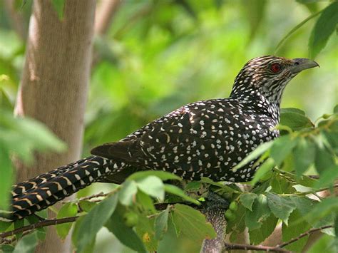 Asian Koel aka Common Koel (Eudynamys scolopaceus) by Steve_Garvie.