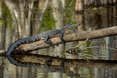 Florida Photo Tours and Workshops — Slonina Nature Photography