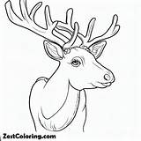 Female Elk Coloring Pages  Coloring For Kids – Smart Creative And Fun sketch template