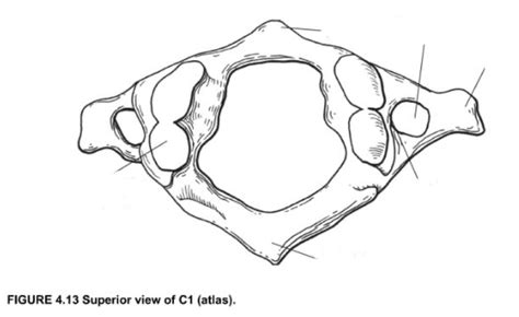 Cervical Thoracic Spine Diagram - vrogue.co