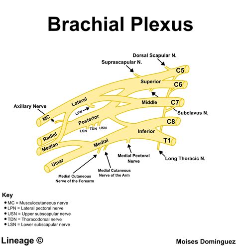 Axillary Nerve Brachial Plexus