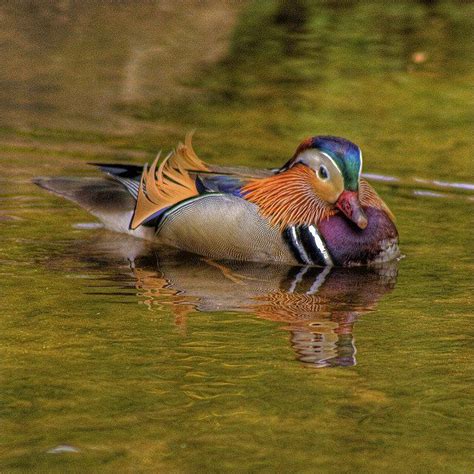 12 More Photos of North Carolina Wildlife That Will Drop Your Jaw | Wildlife, North carolina ...