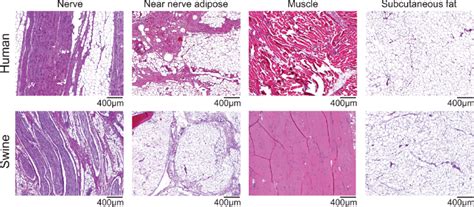 Histological samples for the investigated tissue in both human and... | Download Scientific Diagram