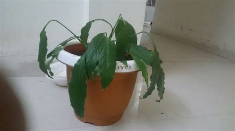 houseplants - Droopy peace lily - Gardening & Landscaping Stack Exchange