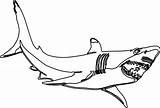 Free Printable Shark Coloring Pages  Home sketch template
