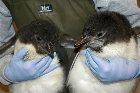 Macaroni Penguin Chicks Are Growing At The Tennessee Aquarium ...