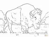 Water Buffalo Coloring Page At GetColoringscom  Free Printable sketch template
