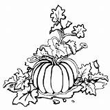 Pumpkin Leaves Ivy Vine Drawing Leaf Clipartmag Coloring Pages Color  sketch template