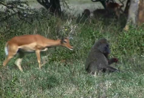 “Innocence and Deception: Mother Impala’s Loss against Clever Baboon Predators” – Boxing today