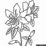 Rhododendron Flower Coloring Page sketch template