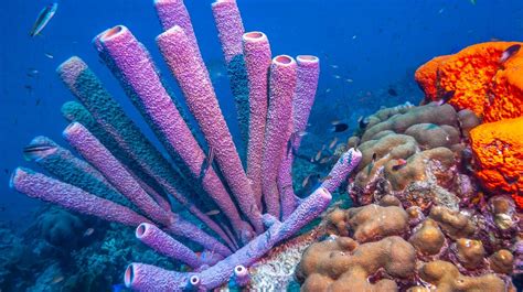 The Fascinating and Surprising World of Sea Sponge