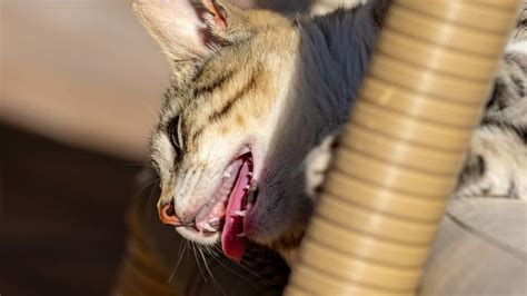 Cat panting: Vet's guide to causes and treatment | PetsRadar