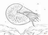 Chambered Nautilus Pompilius coloring page  Free Printable sketch template
