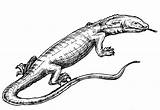 Free Printable Lizard Coloring Pages For Kids  Animal Place sketch template
