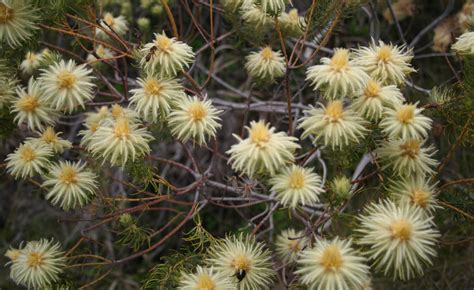 Africa: A New Discovery Shows Major Flowering Plants Are 150 Million Years Older Than Previously ...