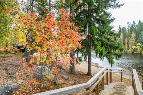 Autumn in Finland stock image. Image of environment - 101078521