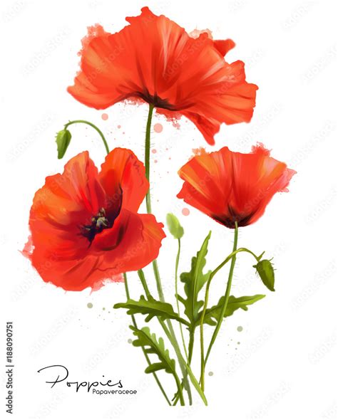 Poppy Flower Painting Watercolor